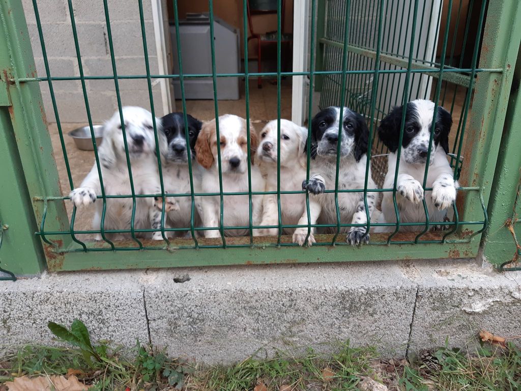 De L'Abbaye Du Crouzet - Chiots Filou / Elda