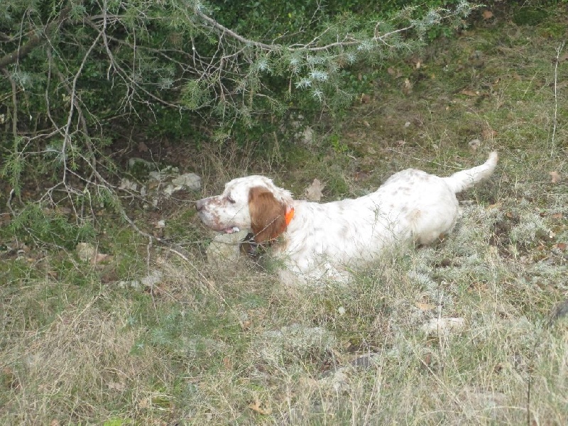 Elda de la Forêt de la Bretesche