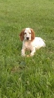 CHIOT